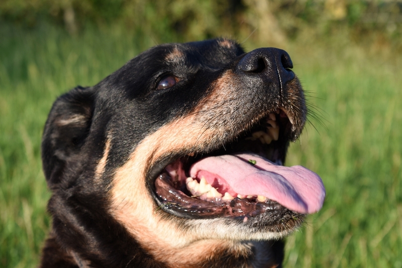 Болезнь ротвейлера может быть связана с несвертываемостью крови