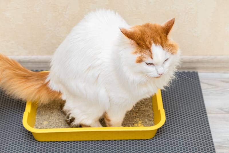Почему кошка не пьет воду вообще или очень мало: причины и что делать