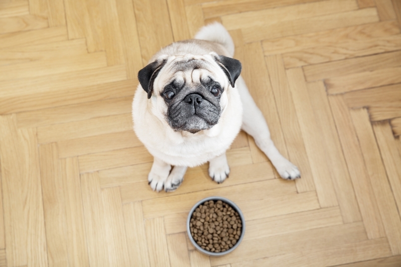 Для собак нужно выбирать качественные корма от надежных производителей