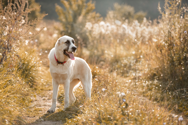 Во время беременности и родов алабаю нужна помощь владельца