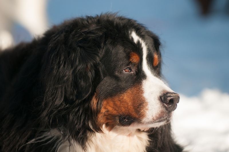 Сколько проживет бернский зенненхунд?