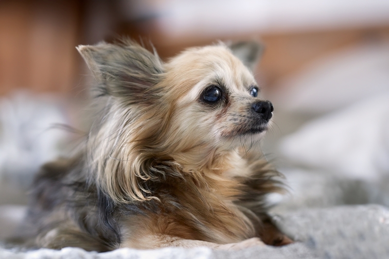 Правда ли, что чихуахуа злые?