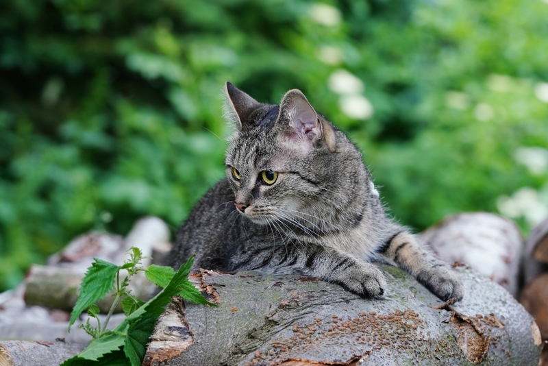 Владельцу важно знать срок жизни европейской кошки