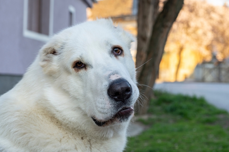 Алабай, охраняющий дом, может быть злым