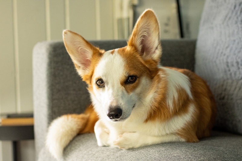 Владельцу важно знать, сколько длится беременность у корги
