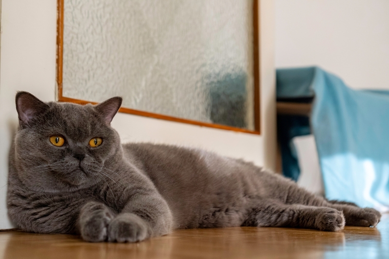 После выздоровления все кошки будут носителями ринотрахеита