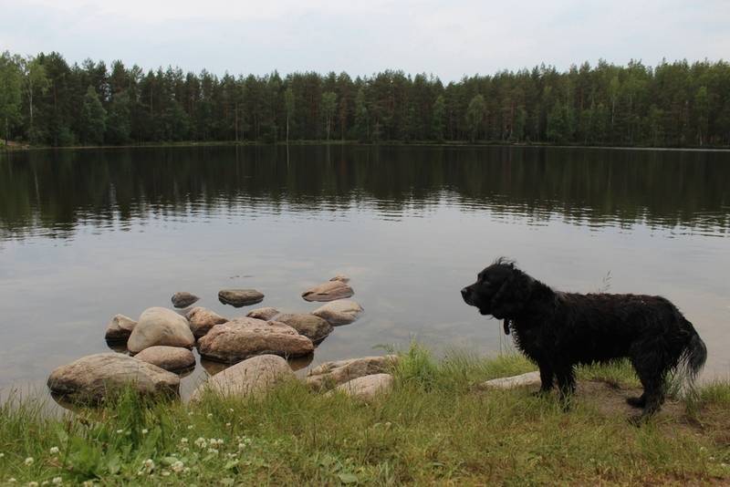 Черный спаниель у воды