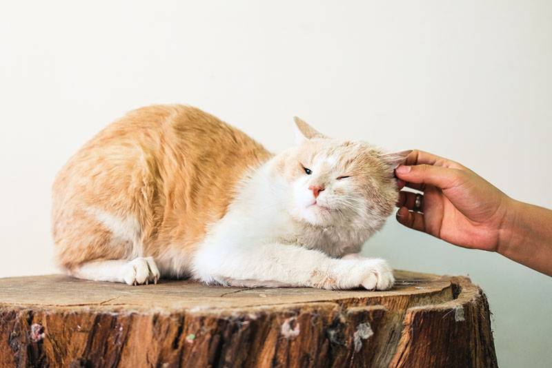 Почему кошкам нравится, когда их гладят – 5 причин