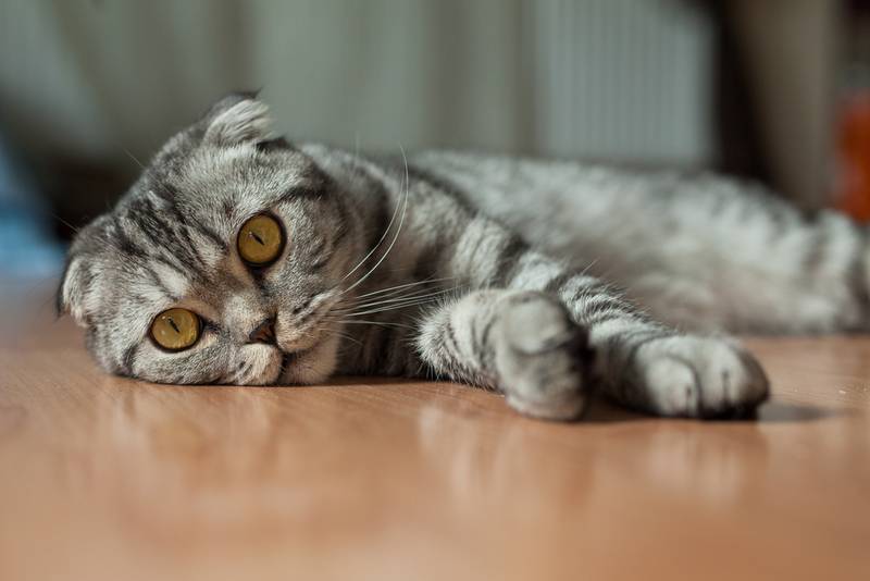 Лечение кишечных непроходимостей у кошек