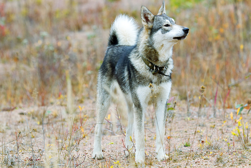 Лайка – серая собака