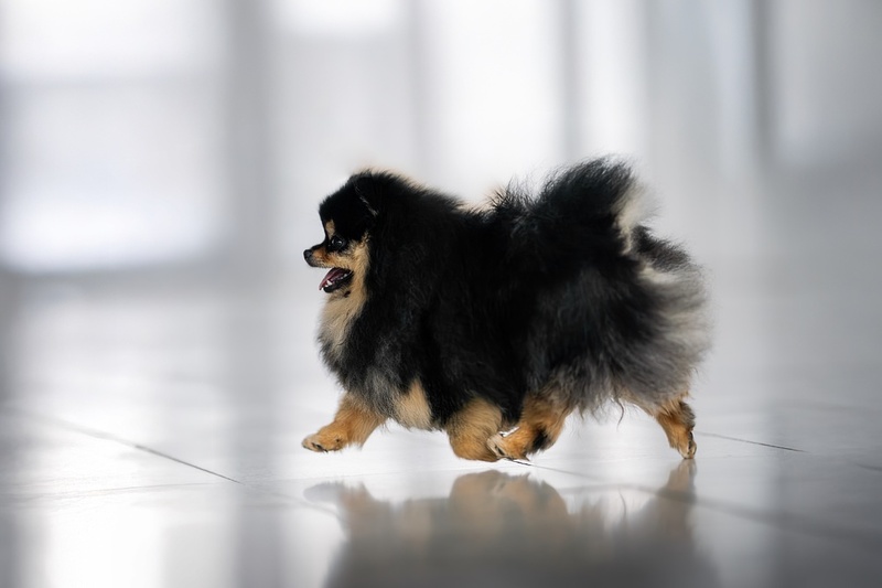 Частые стрессы могут провоцировать появление у шпица болезни