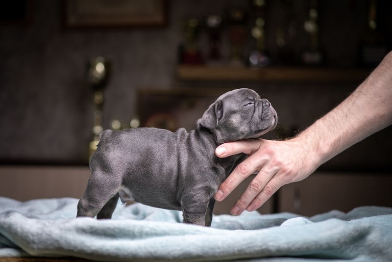 Отличаются ли мопсы от французских бульдогов окрасом?