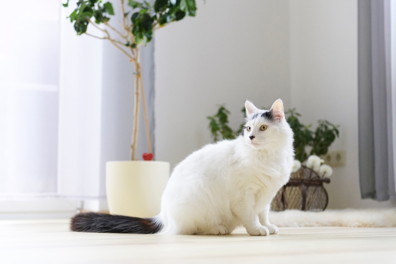 То, сколько прожила турецкая ангора, можно определить по зубам