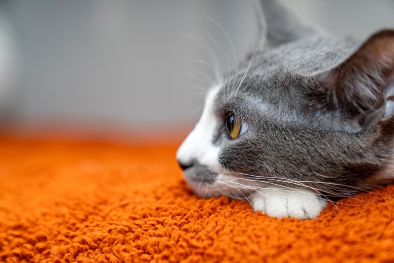 Как происходит заражением кошачьим хламидиозом?