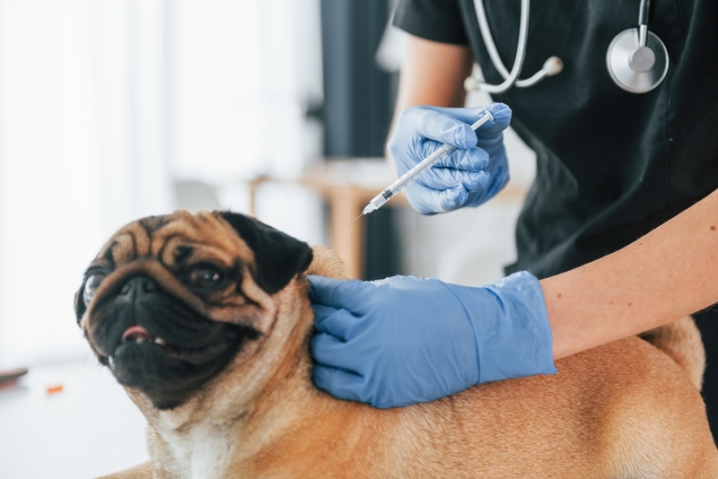 На продолжительность жизни мопсов влияет вакцинация