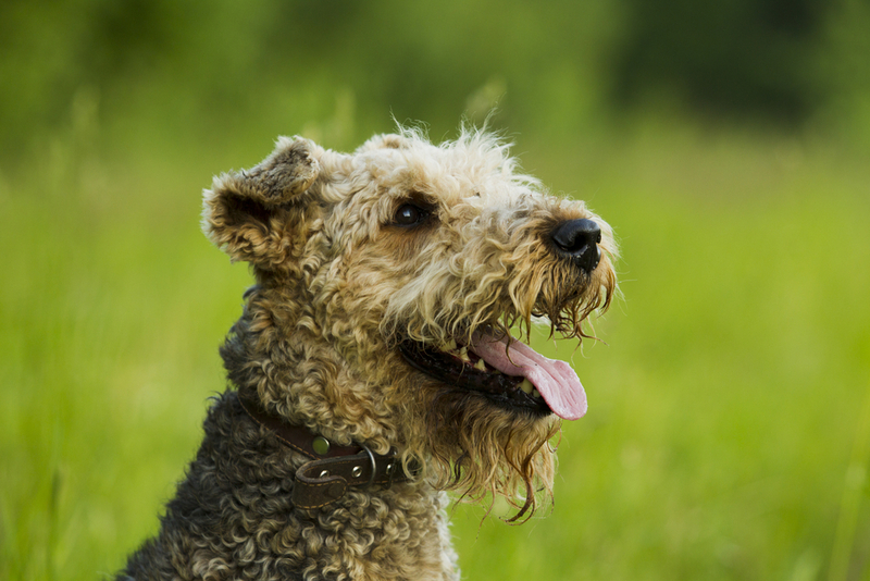 Болезни могут влиять на то, сколько весит фокстерьер