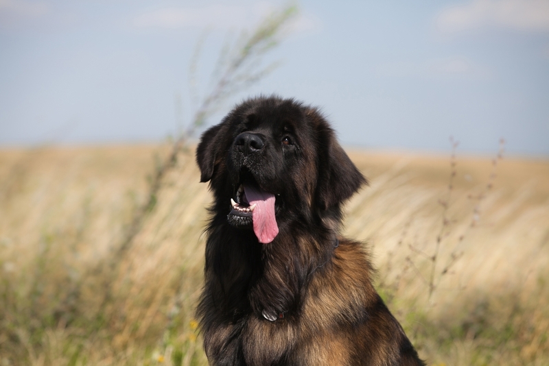 Молосс леонбергер