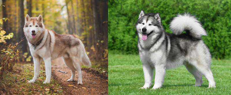 Чем отличается внешность маламута и хаски?