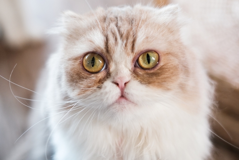 Срок жизни персидской кошки зависит от многих факторов