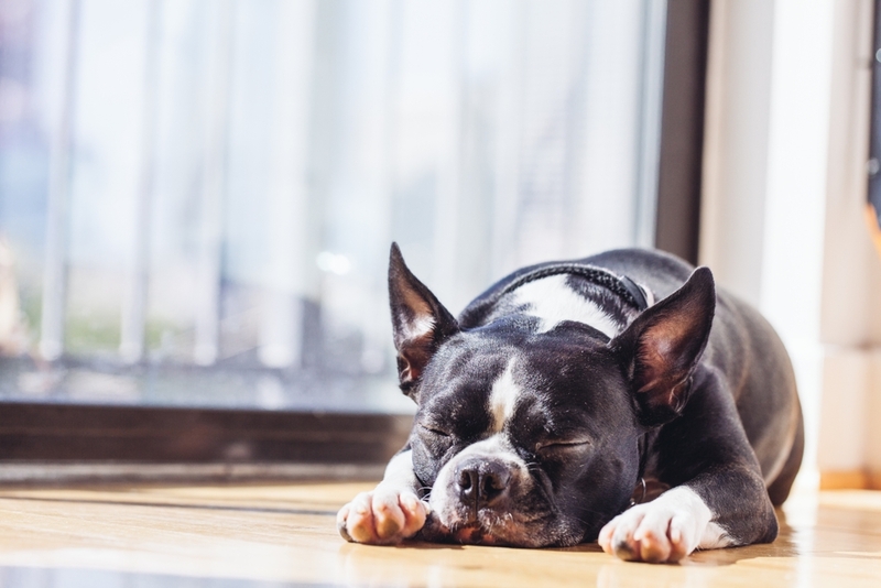 Пол не влияет на продолжительность жизни бостон-терьера