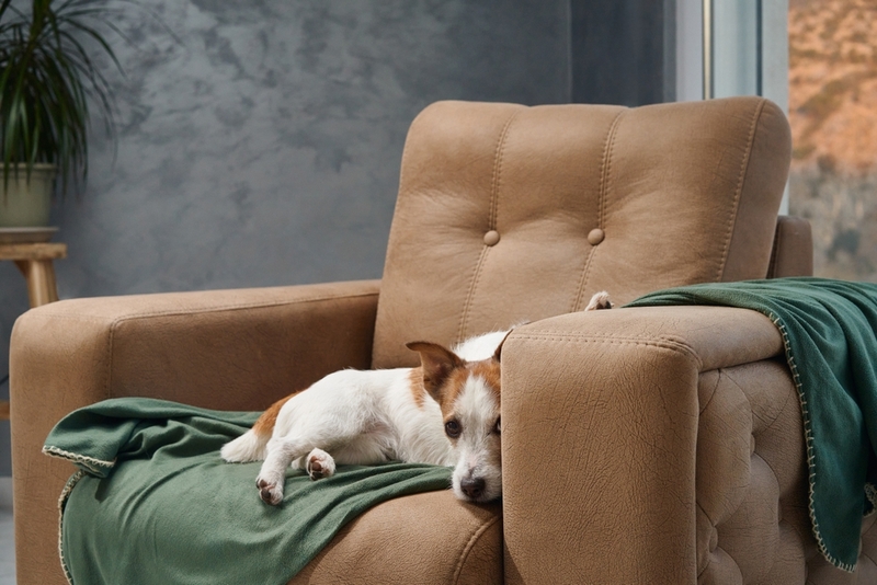 Джек-рассел-терьеру во время течки нужен уход