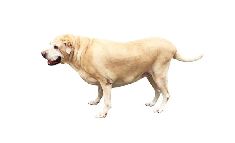 собака с признаками дисплазии тазобедренных суставов