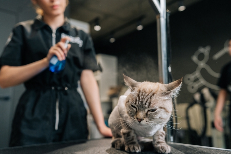 Для чего кошек стригут грумеры?