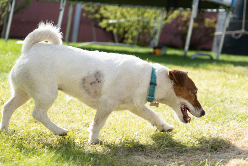 Дерматофитоз – заболевание, проявляющееся у собаки выпадением шерсти