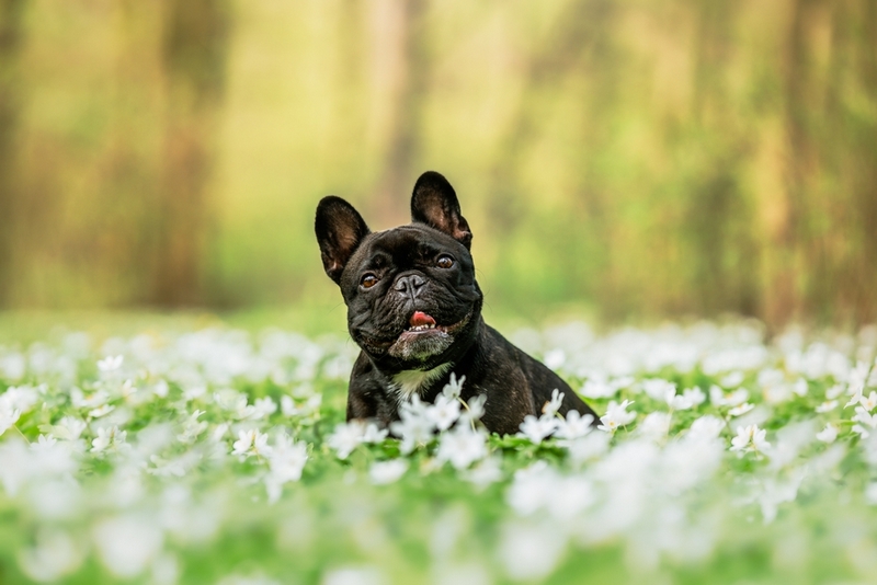 Течка у французского бульдога может не сопровождаться внешними признаками