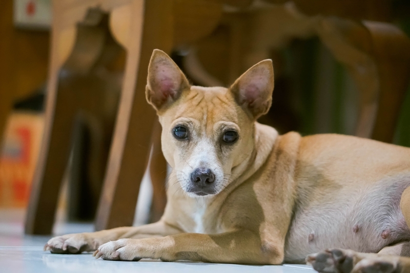 Болезнь отит вызывает болевые ощущения в ухе