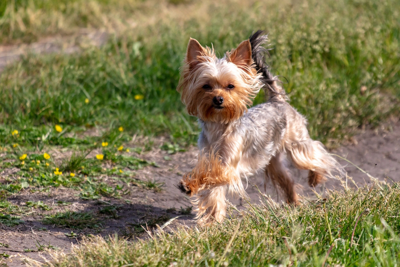 Перед вязкой йоркширских терьеров предварительно знакомят