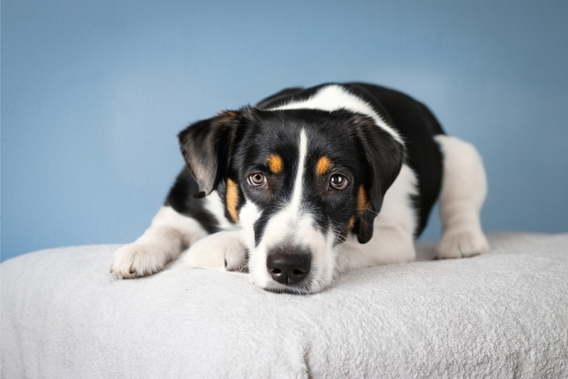 Прогноз для собаки с саркомой может быть разным