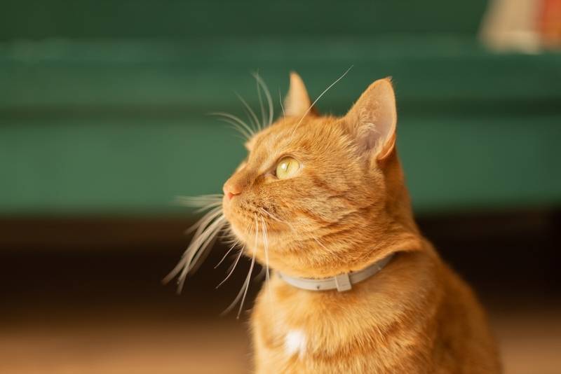 Кошке с дипилидиозом может потребоваться противоблошиный ошейник