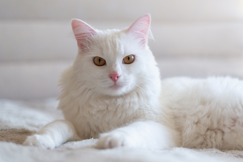 Пиелонефрит может возникнуть у кошки с сахарным диабетом