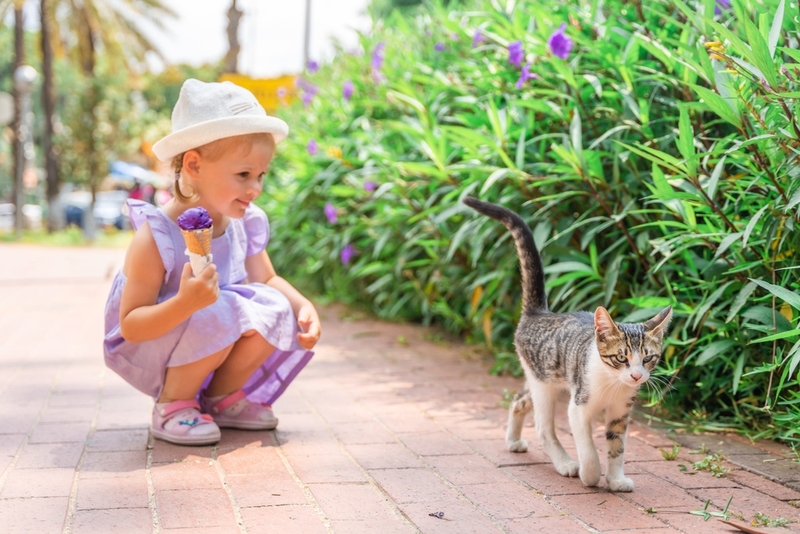 Можно ли кошке давать молоко или мороженое?