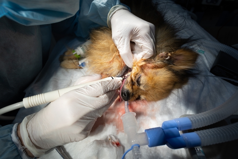 Так проходит удаление зубного камня у собаки