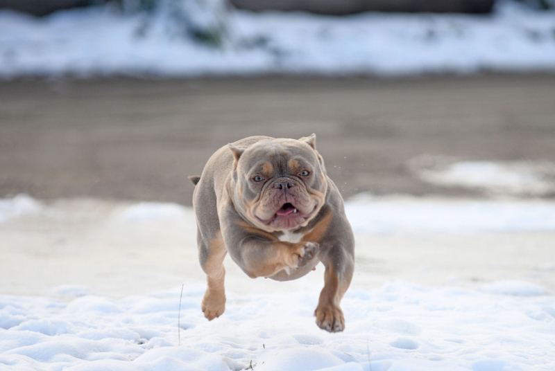 Собака американский булли