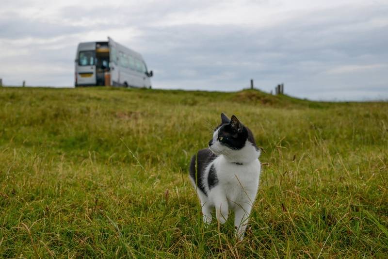 Как кошки находят дорогу домой издалека, если потерялись?