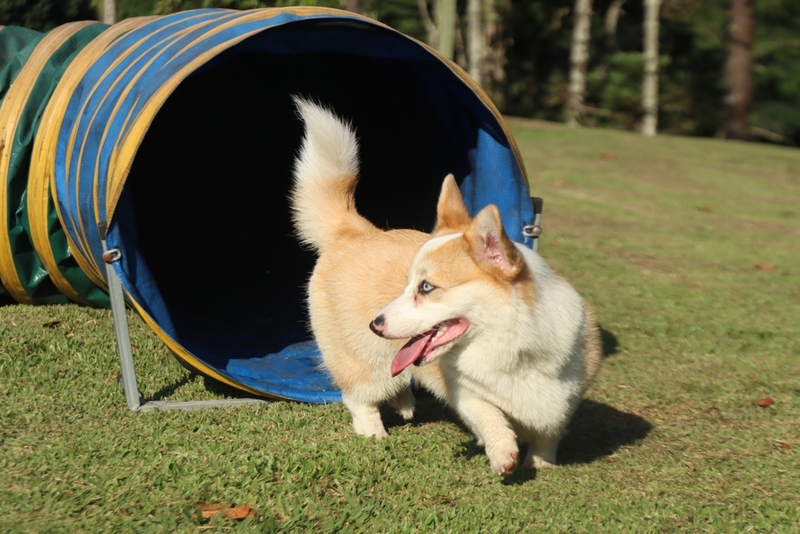 Как выбрать кличку для собаки-мальчика корги?