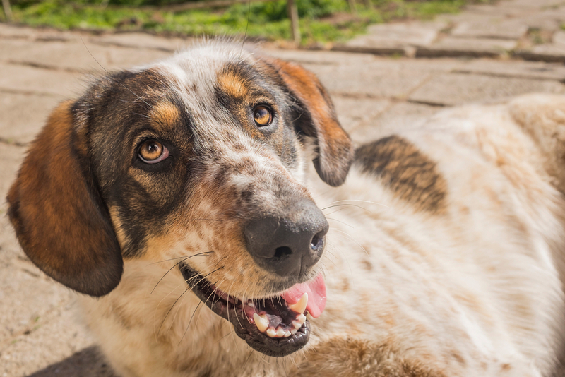 Если собака слишком вялая, она может упасть в обморок
