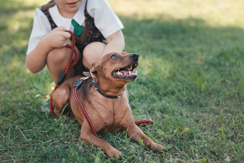 Понять, сколько прожил цвергпинчер, можно по зубам
