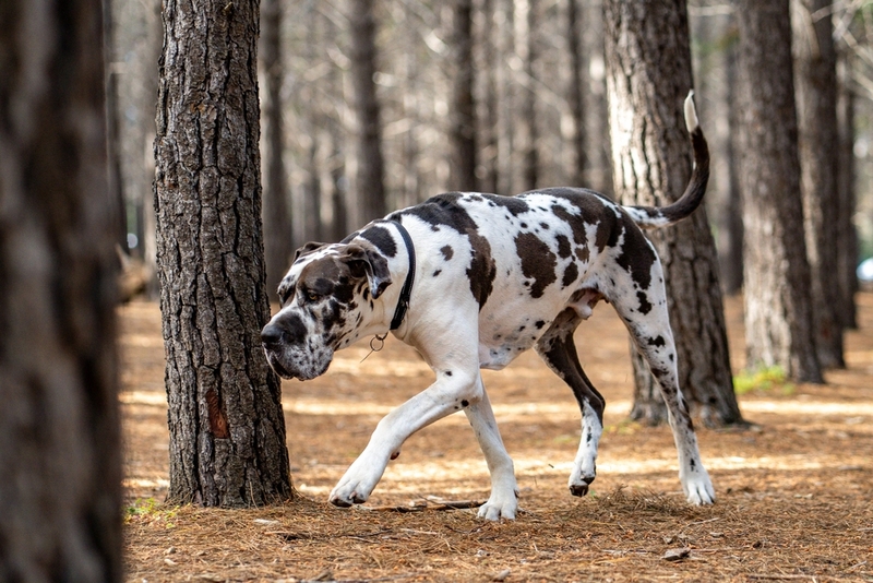Сколько живут немецкие доги в норме?