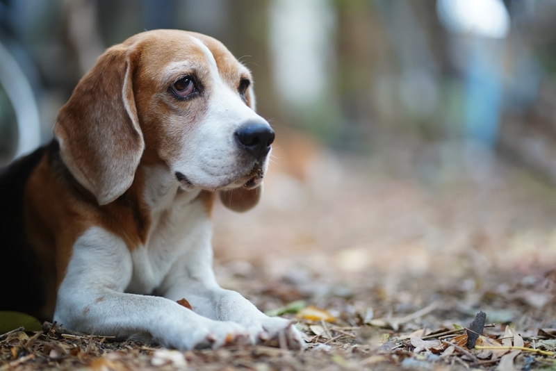 Вес бигля растет по месяцам