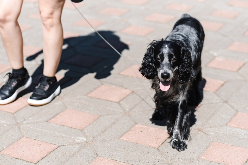 Порода русский спаниель