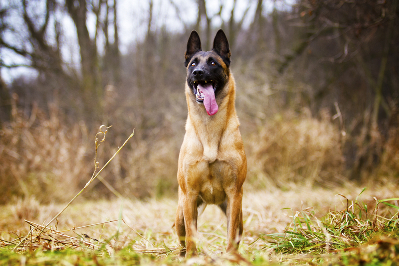 Важно знать, сколько живет бельгийская овчарка