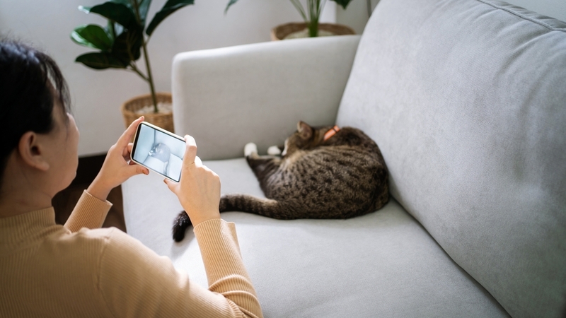 Сделайте фото кошки клубком, когда она захочет спать