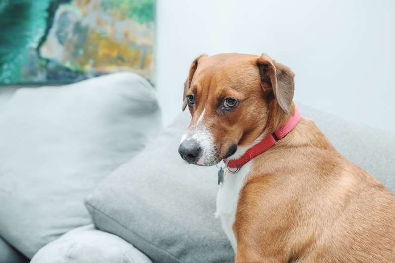 К симптомам боррелиоза у собак относят вялость