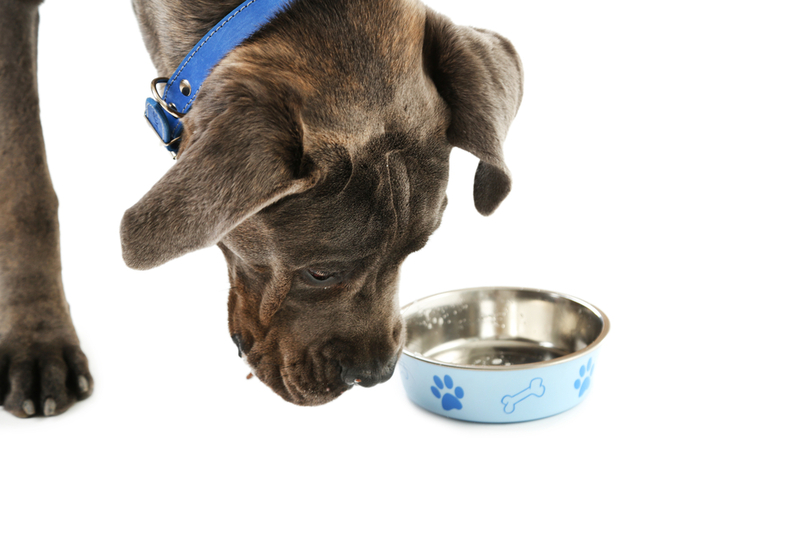 Щенков кане-корсо можно кормить готовыми рационами