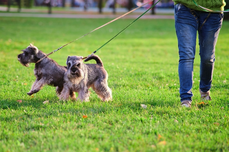 Течку у цвергшнауцера можно разделить на несколько фаз