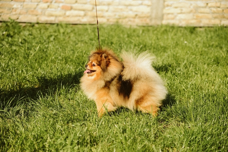 Рвота может быть признаком болезни шпица